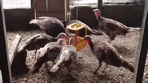 Bourbon Red Turkeys Available