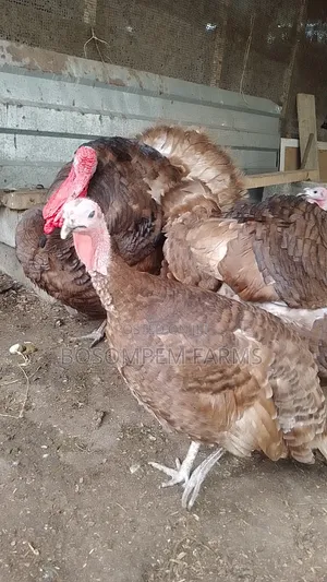 Bourbon Red Turkeys Available