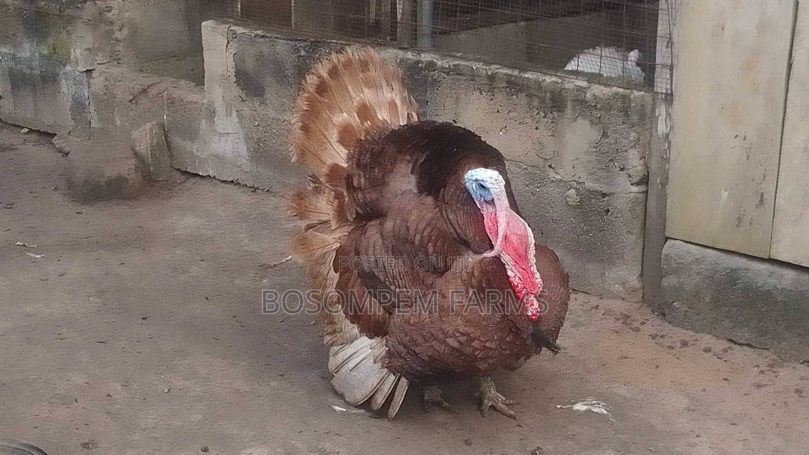 Bourbon Red Turkeys Available