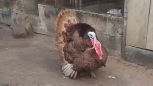 Bourbon Red Turkeys Available