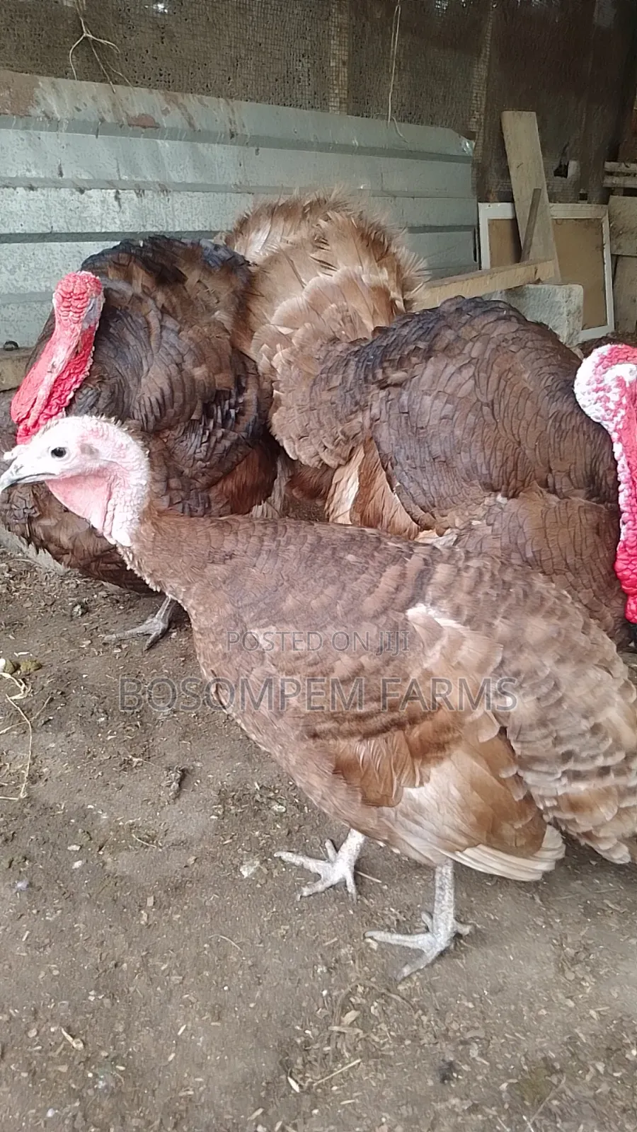 Bourbon Red Turkeys Available