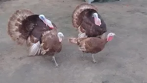 Bourbon Red Turkeys Available