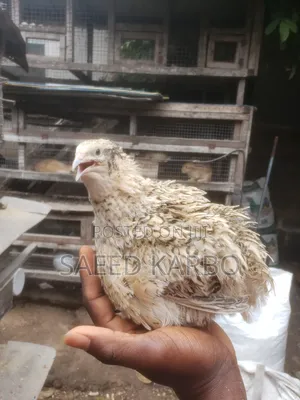 Jumbo Quails