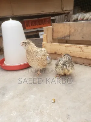 Jumbo Quails