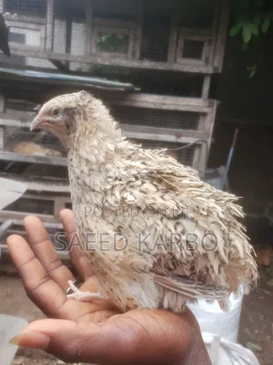 Jumbo Quails