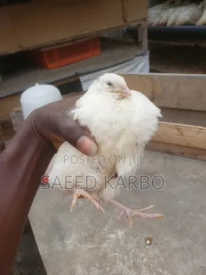 Jumbo Quails