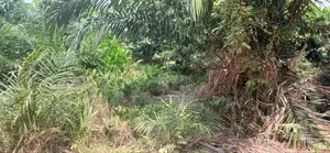 2 Acres of Land for Sale Location Dzowrolo/Abelemkpe Over Head