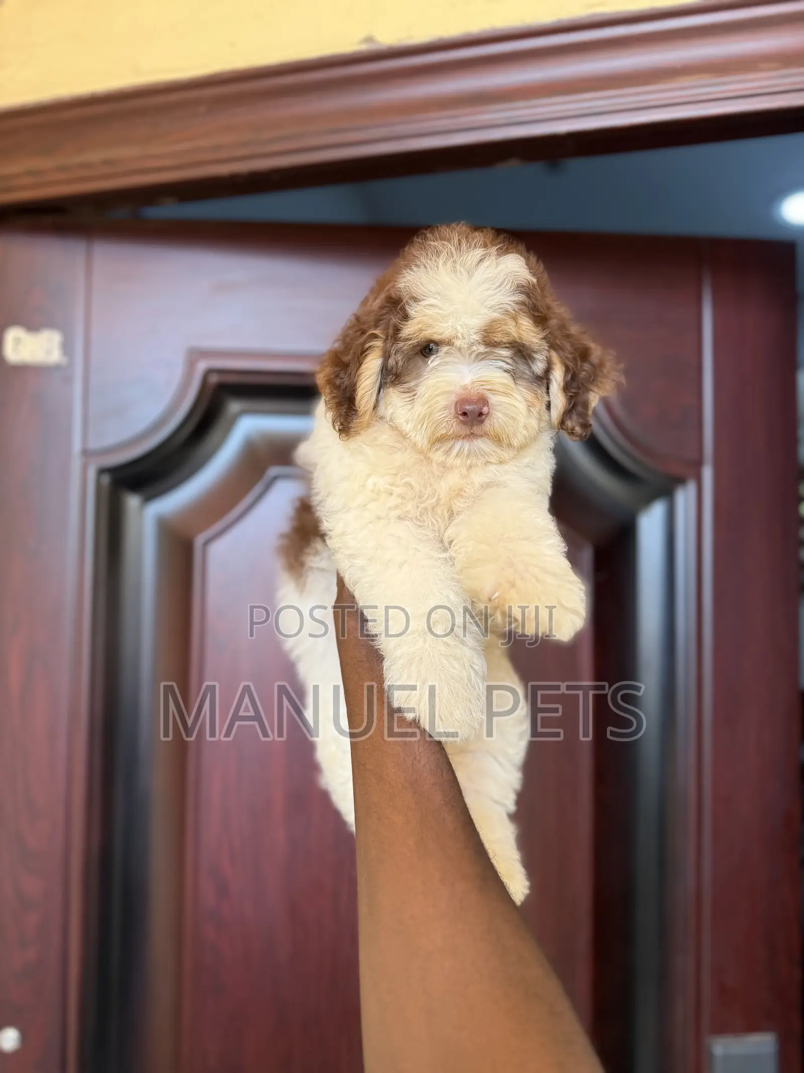 3-6 months Male Purebred Poodle