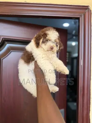 3-6 months Male Purebred Poodle
