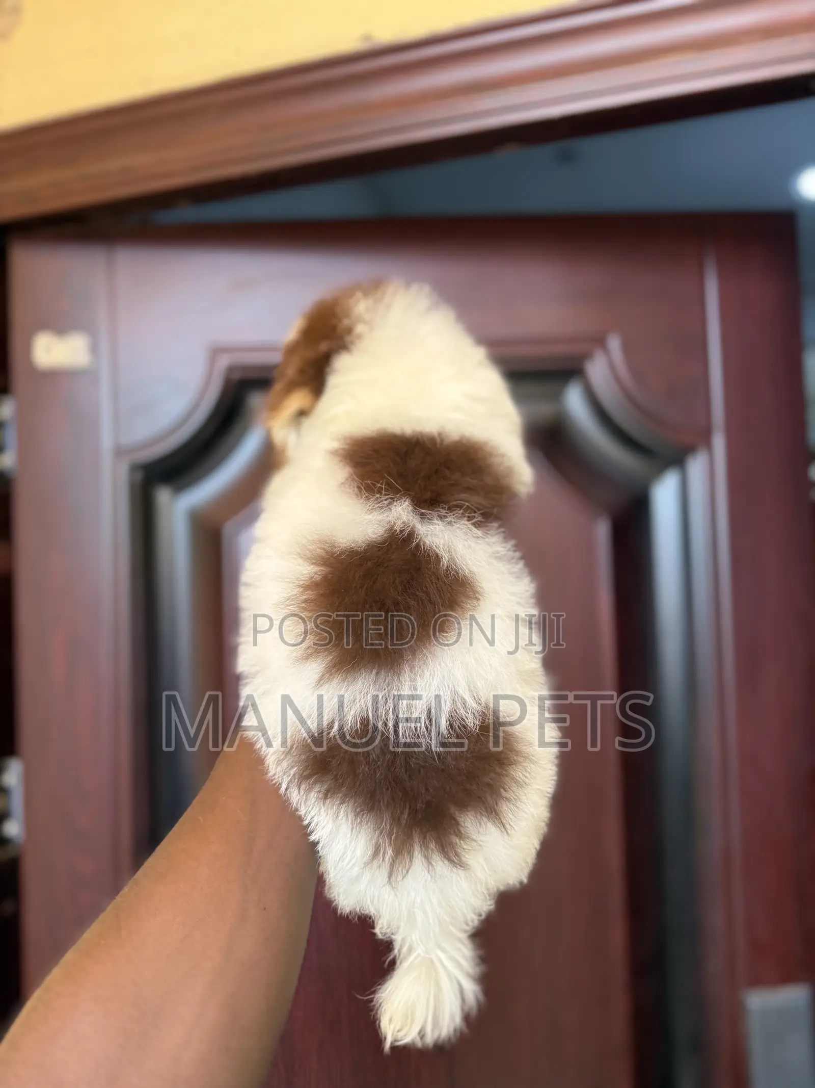 3-6 months Male Purebred Poodle