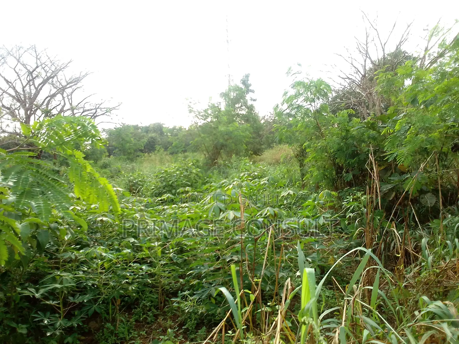 Plot of Land in Sunyani Mantukwa for Sale