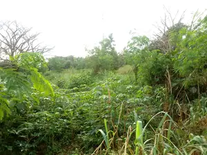 Plot of Land in Sunyani Mantukwa for Sale