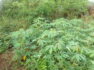 Plot of Land in Sunyani Mantukwa for Sale