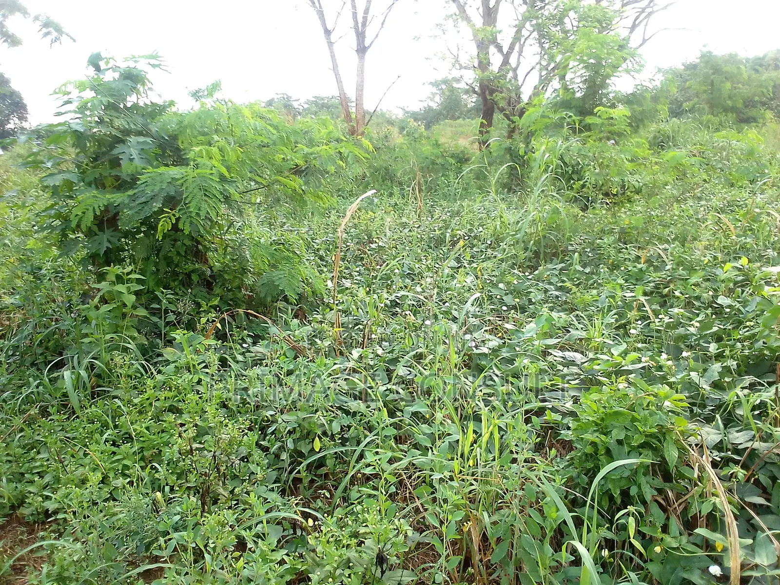 Plot of Land in Sunyani Mantukwa for Sale
