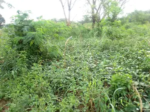 Plot of Land in Sunyani Mantukwa for Sale