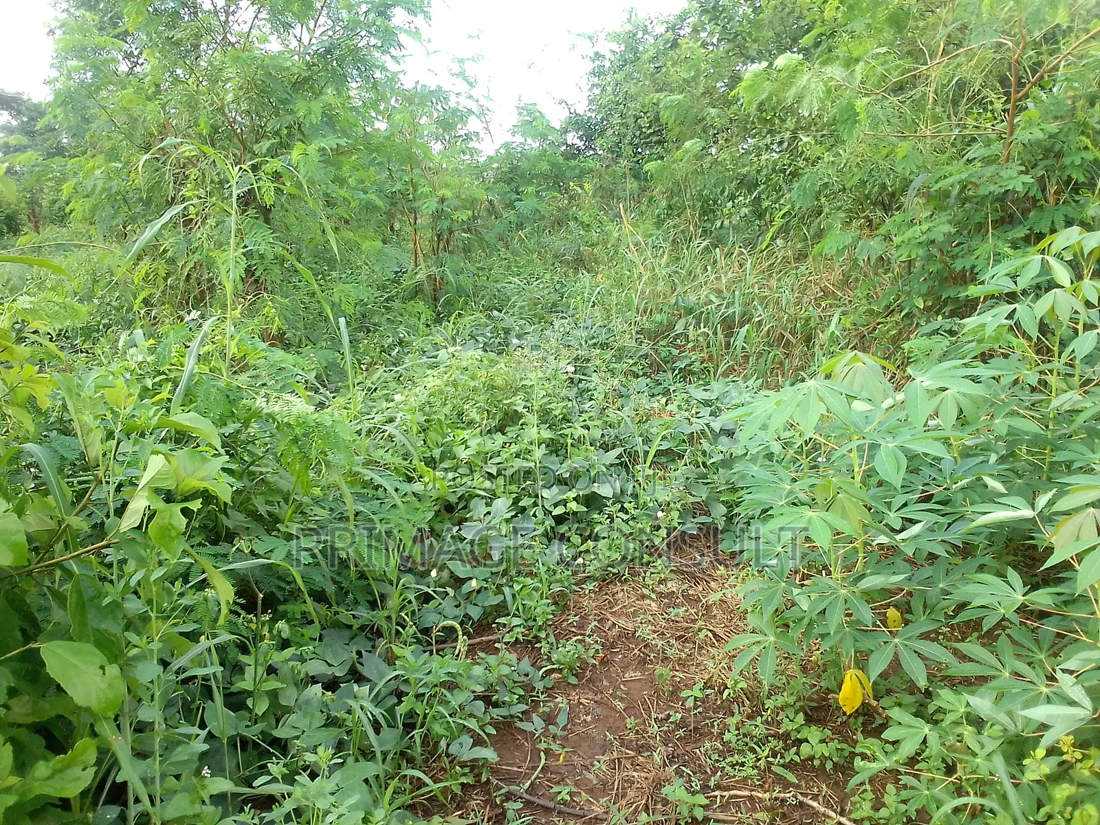 Plot of Land in Sunyani Mantukwa for Sale