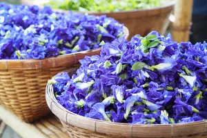 Butterfly Pea Flower for Sale