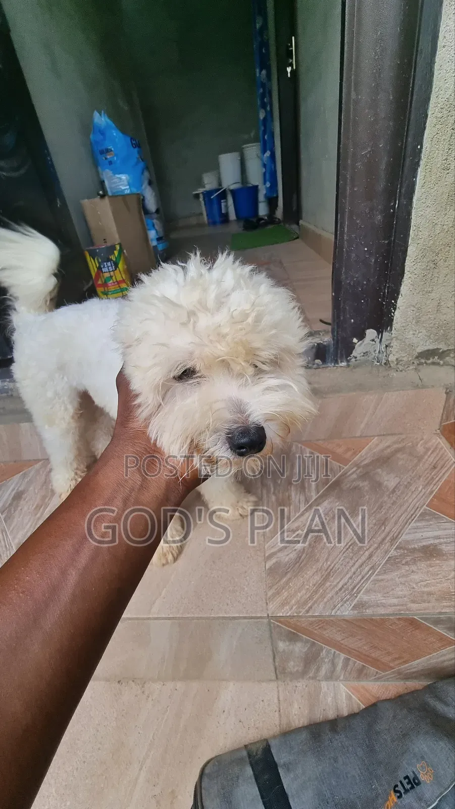 1+ year Male Purebred Maltese