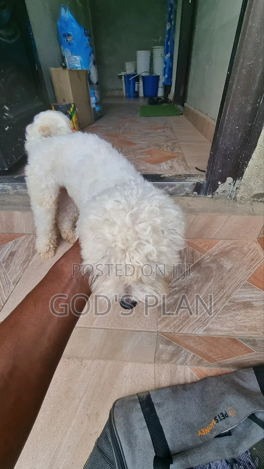 1+ year Male Purebred Maltese