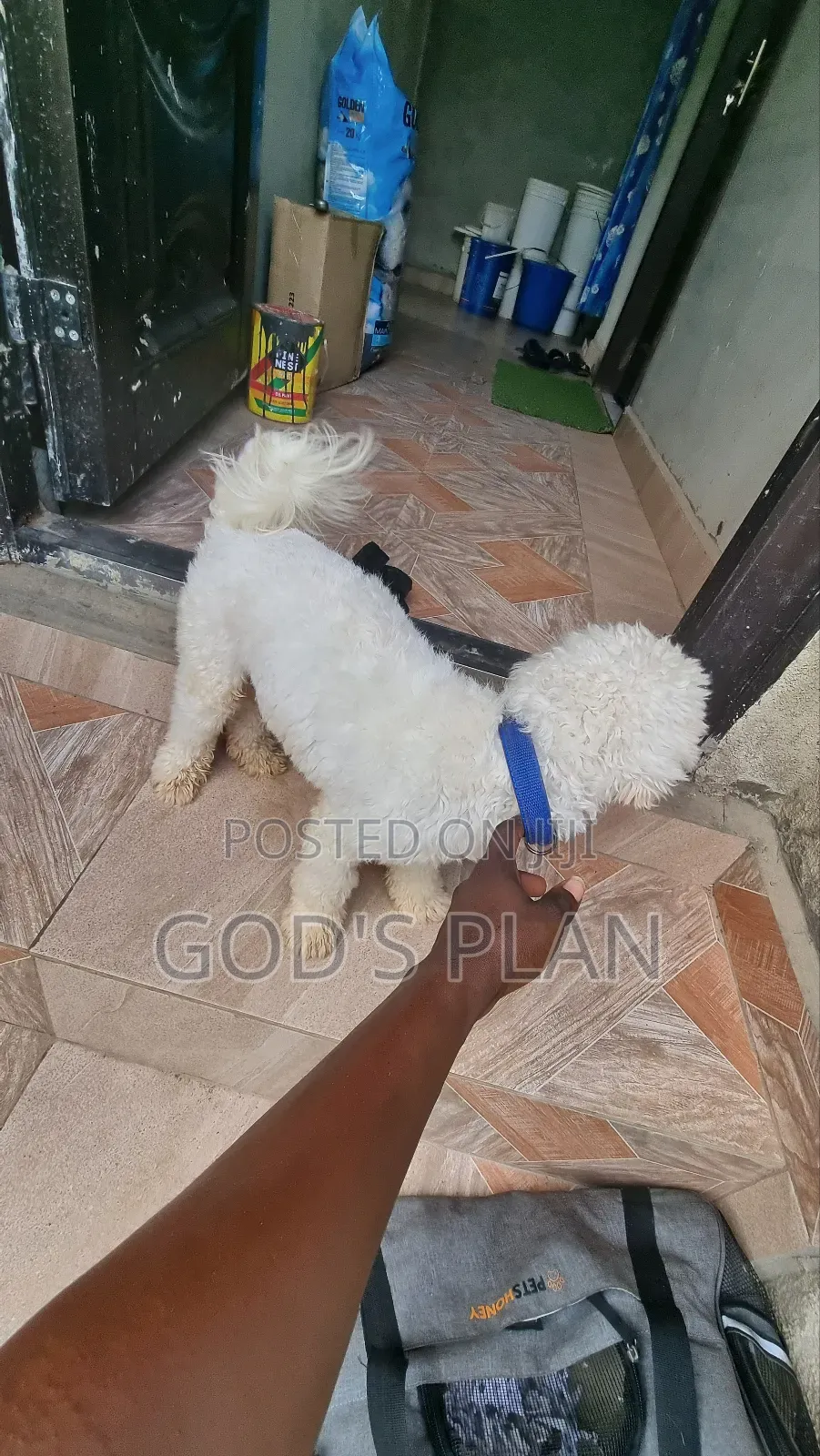 1+ year Male Purebred Maltese