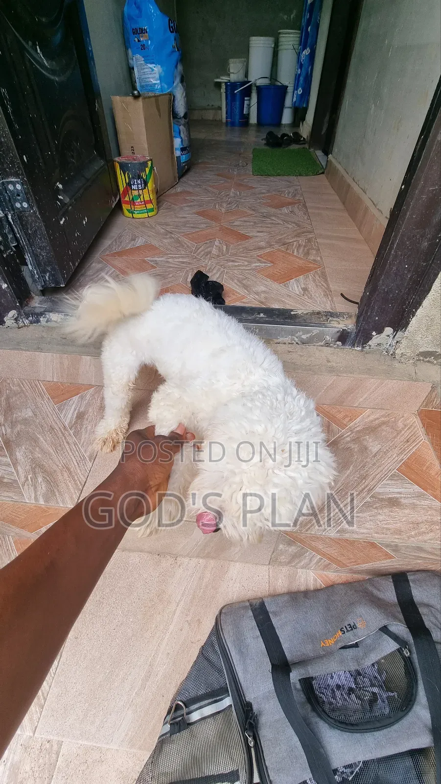 1+ year Male Purebred Maltese