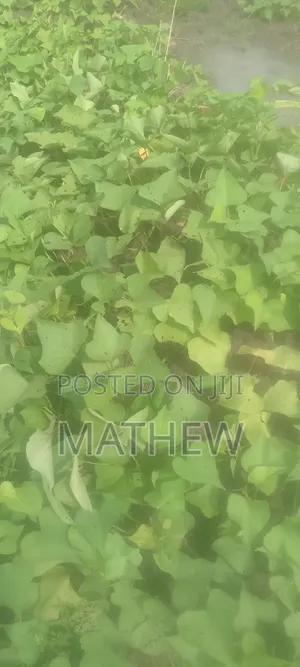 Sweet Potato Vines