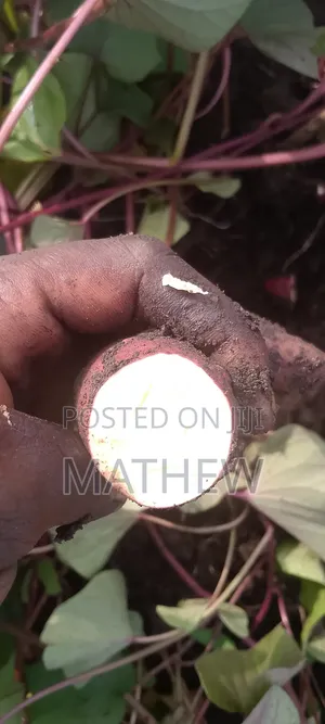 Sweet Potato Vines