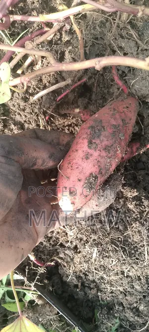 Sweet Potato Vines
