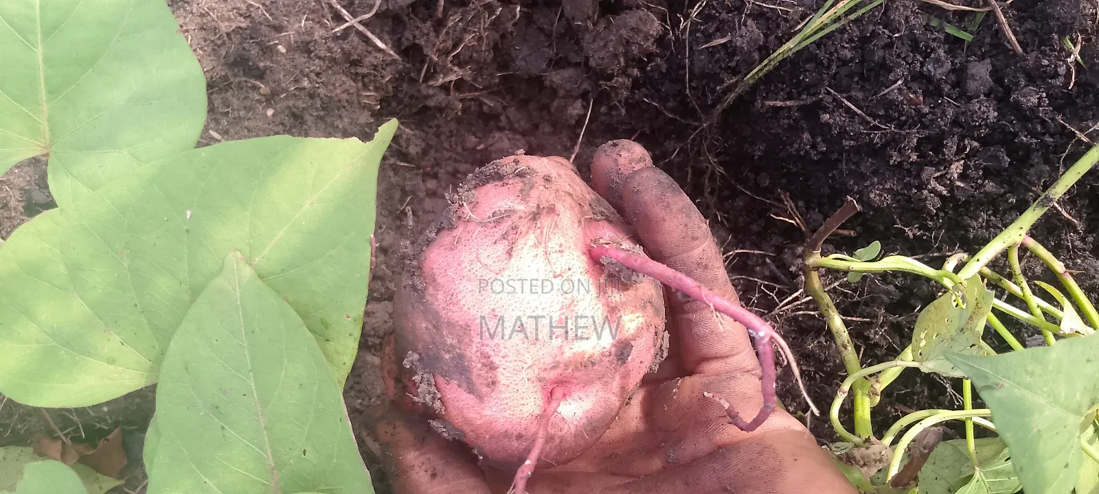 Sweet Potato Vines