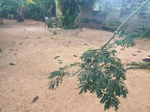 Half Plot of Land for Sale at Lomnava Near the Station