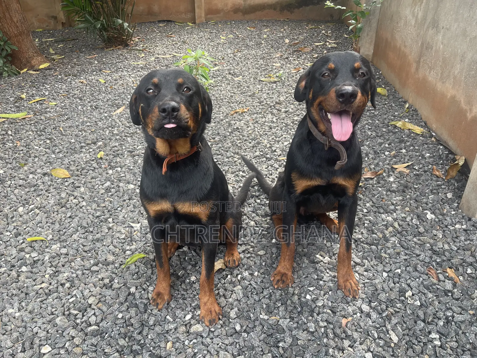 6-12 months Male Purebred Rottweiler