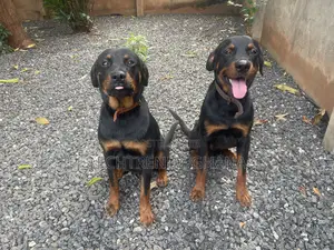 6-12 months Male Purebred Rottweiler