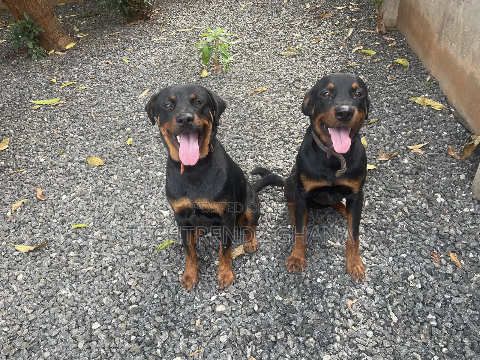 6-12 months Male Purebred Rottweiler