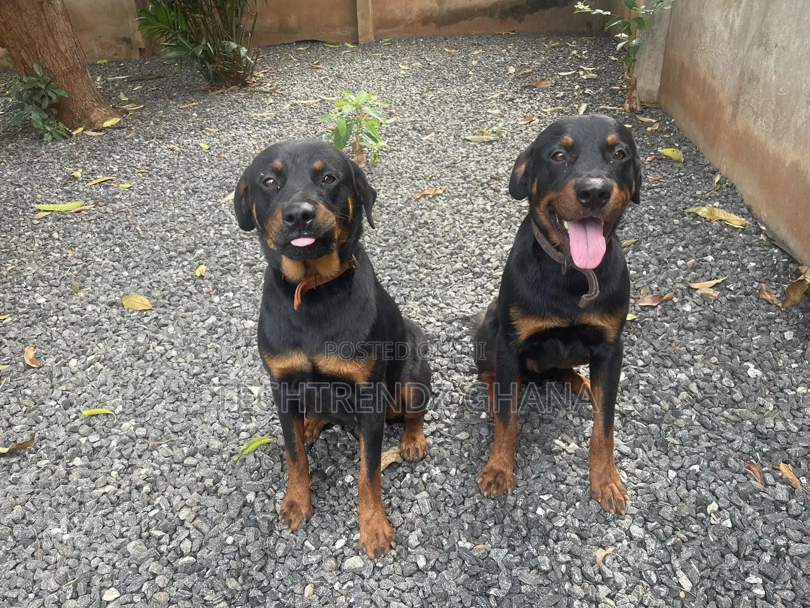 6-12 months Male Purebred Rottweiler