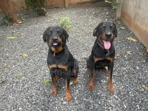 6-12 months Male Purebred Rottweiler