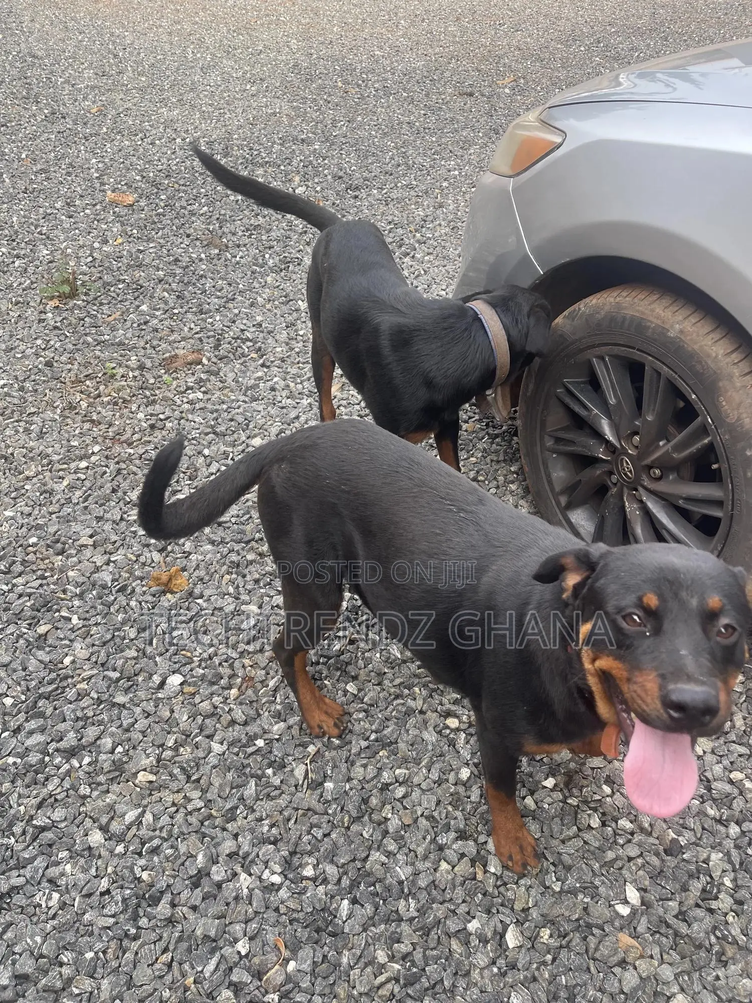 6-12 months Male Purebred Rottweiler