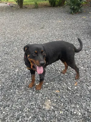 6-12 months Male Purebred Rottweiler