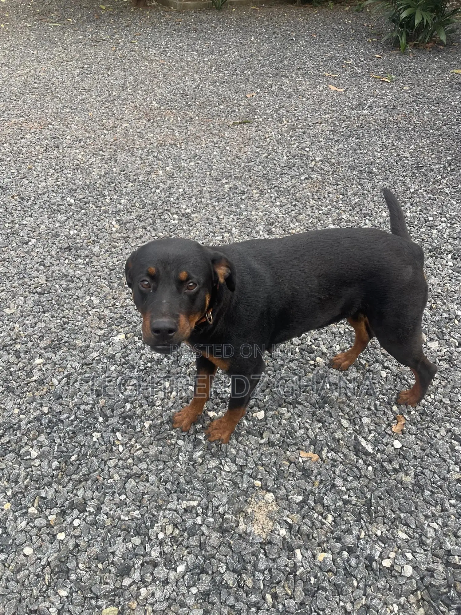 6-12 months Male Purebred Rottweiler