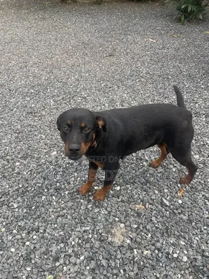 6-12 months Male Purebred Rottweiler