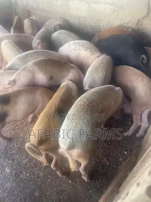 Healthy Lean Pig and Duroc for Sale