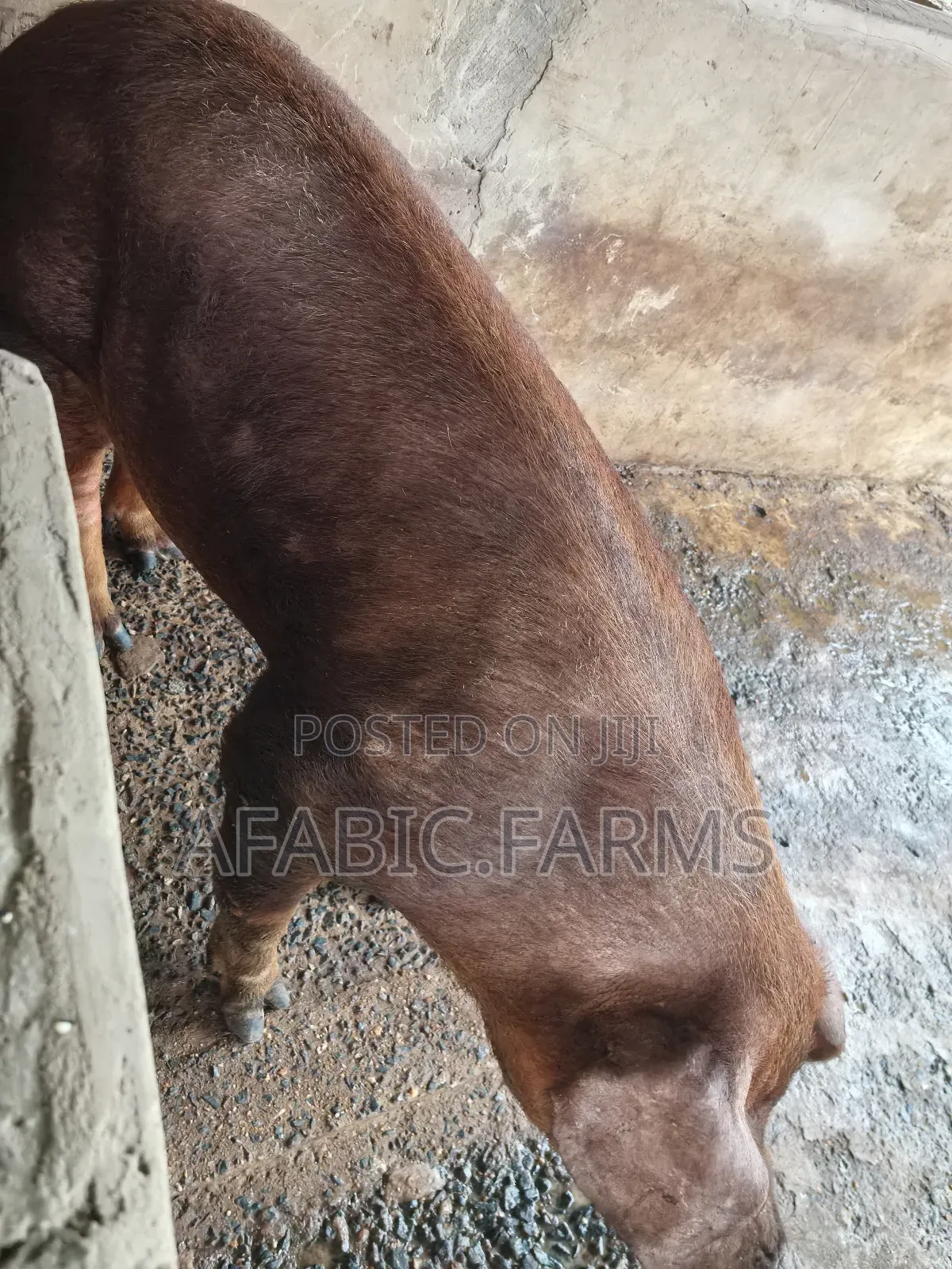 Healthy Lean Pig and Duroc for Sale