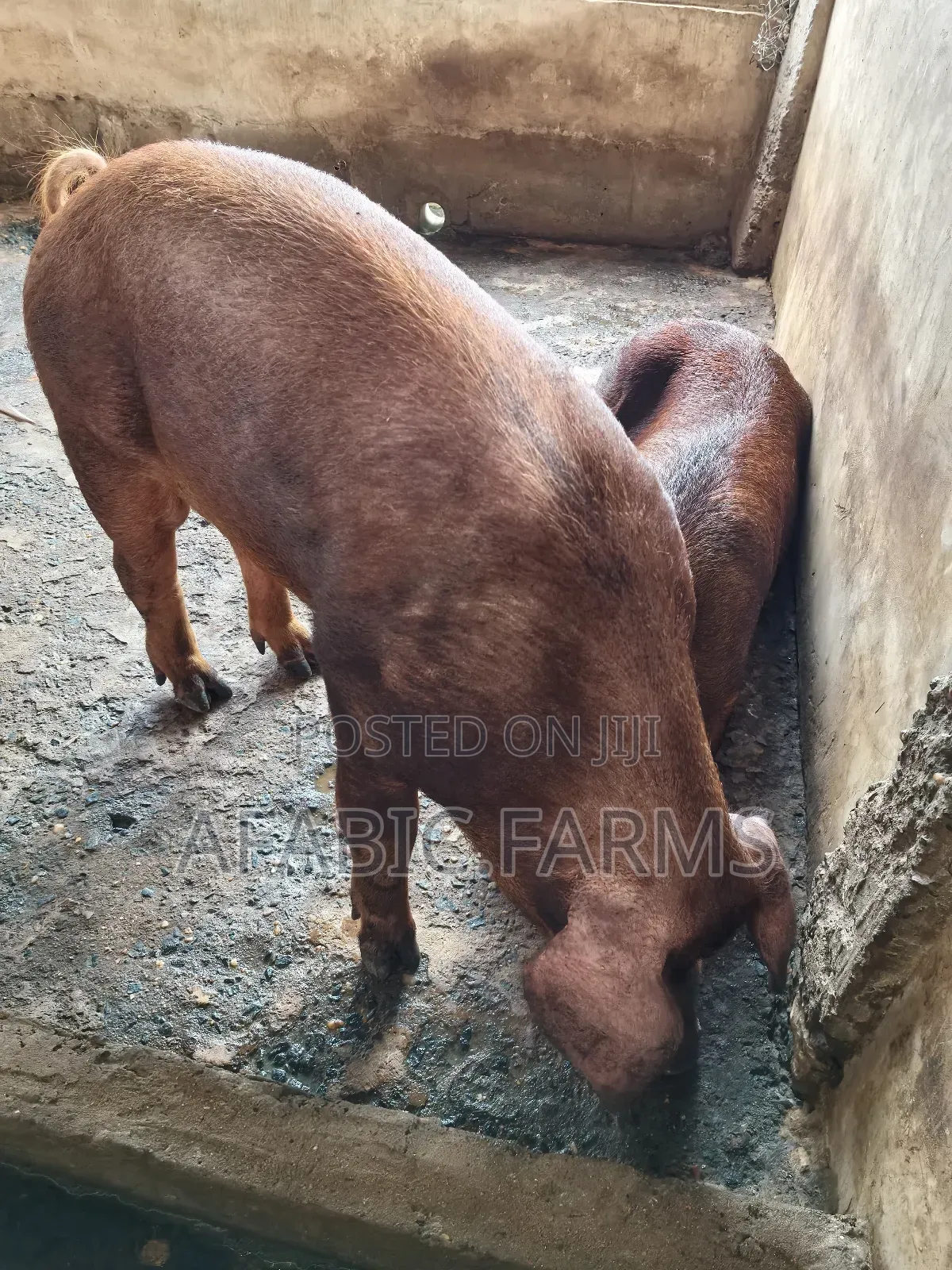 Healthy Lean Pig and Duroc for Sale