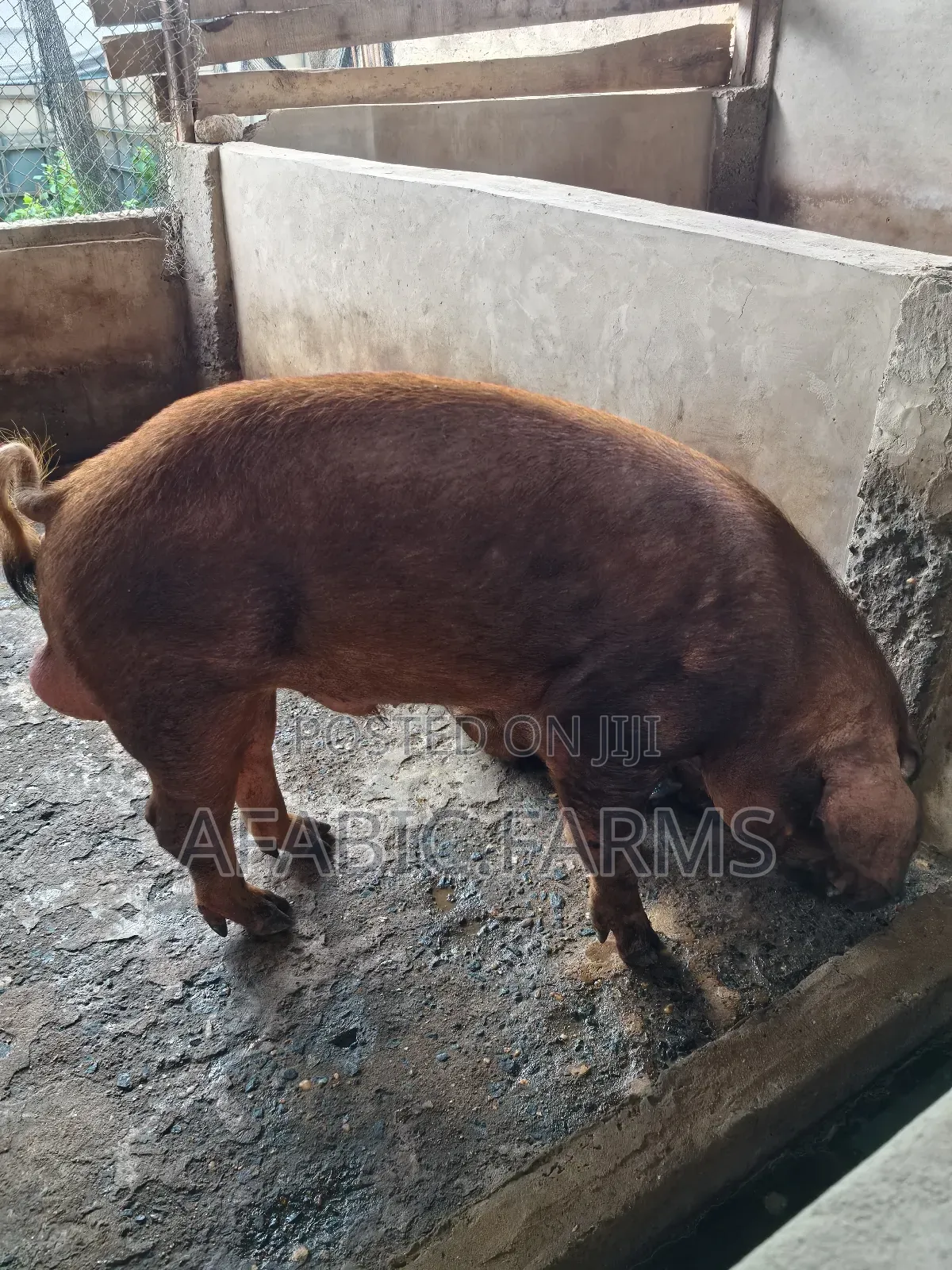 Healthy Lean Pig and Duroc for Sale