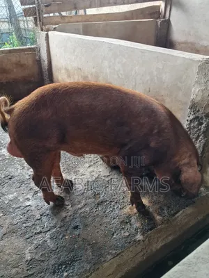Healthy Lean Pig and Duroc for Sale