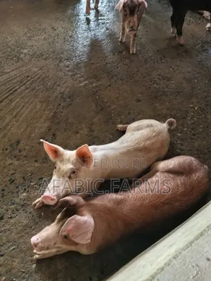 Healthy Lean Pig and Duroc for Sale