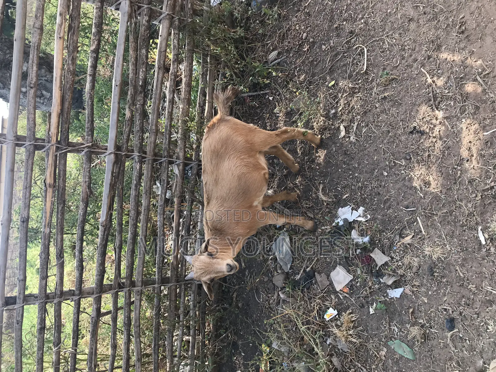 Chereponi Goat Farm