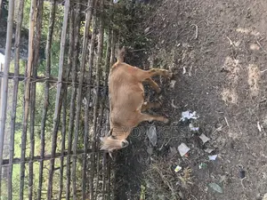 Chereponi Goat Farm