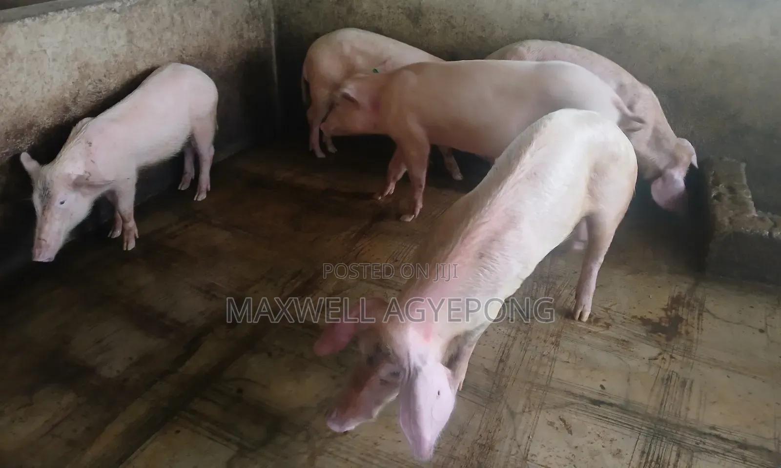 Organic Pigs for Sale