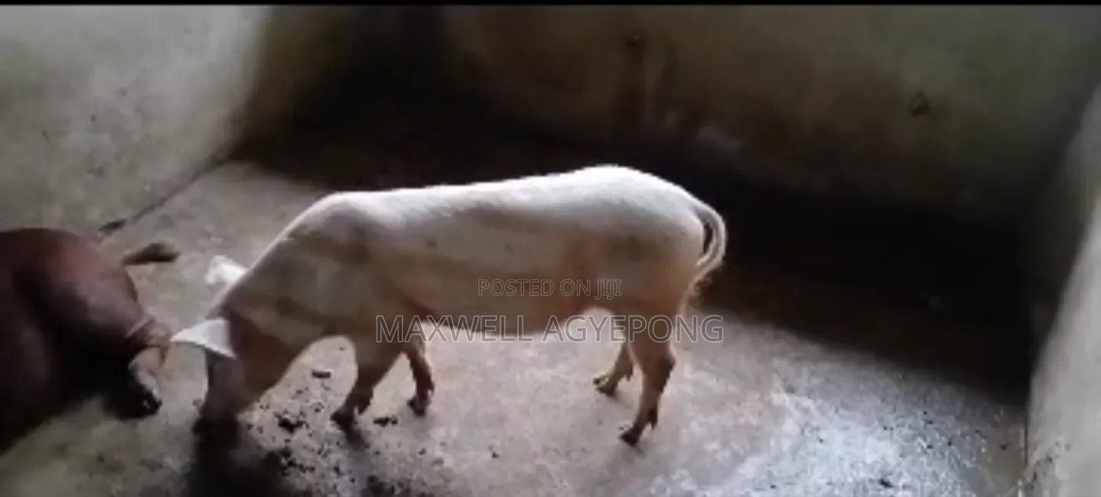 Organic Pigs for Sale