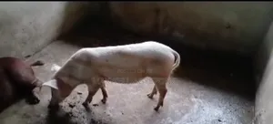 Organic Pigs for Sale